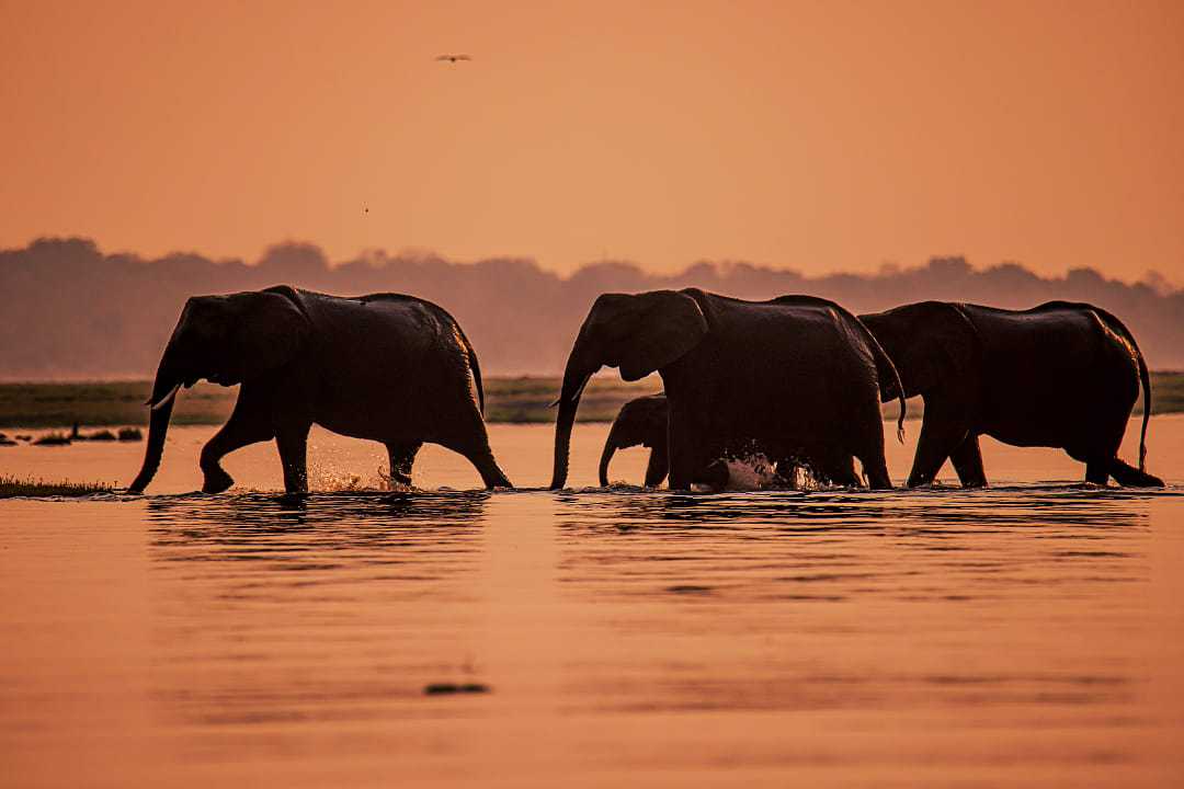 A heard of elephants crossing the waters of Botswana at sunset.