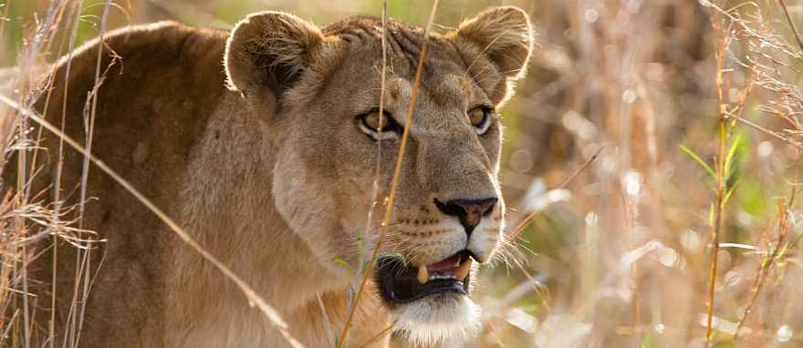 Lion in Kidepo Valley National Park, Uganda, Africa Lion in Kidepo Valley National Park, Uganda, Africa