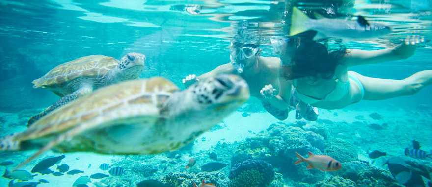 Bora Bora, French Polynesia. Photo courtesy of Tahiti Tourism Couple snorkeling with turtles in Bora Bora, French Polynesia