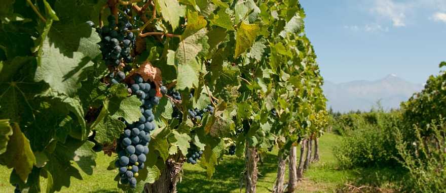 Vineyard in Mendoza, Argentina Vineyard in Mendoza, Argentina