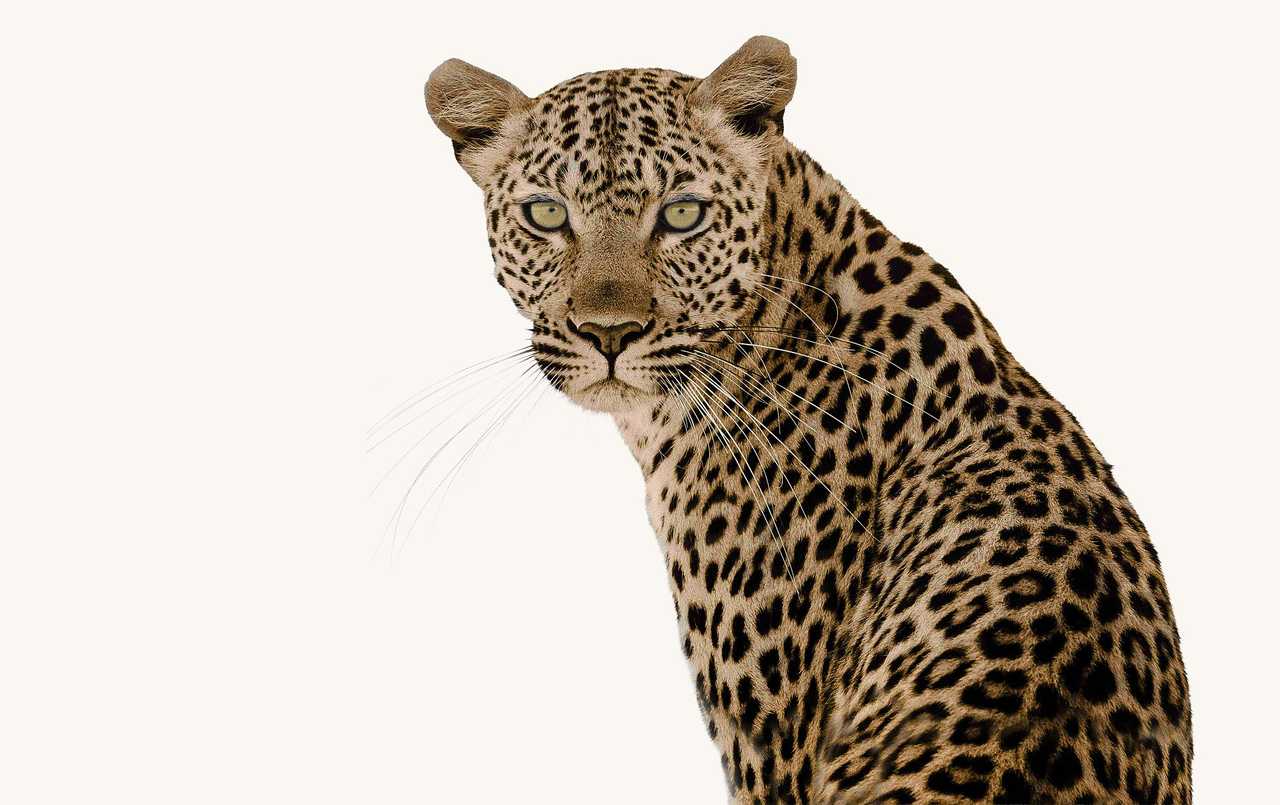 An African leopard