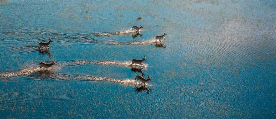 Antelopes running across flooded grasslands in the Okavango Delta, Botswana