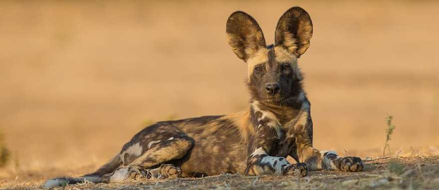 Wild dog in the African savanna