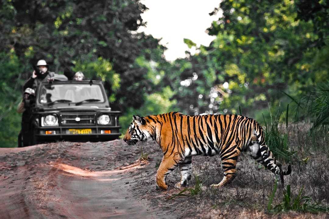 Bengal tiger at Bandhavgarh National Park, India