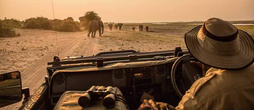 Chobe National Park, Botswana Observing elephant migration from a safari vehicle in Chobe National Park, Botswana