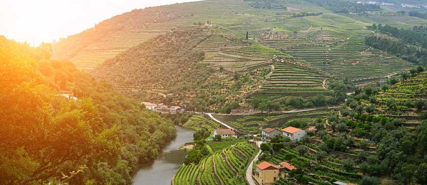 Vineyards in Douro Valley, Portugal Vineyards in Douro Valley, Portugal