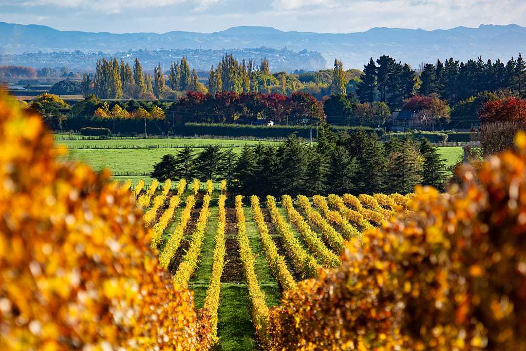 Lush vineyard rows stretch towards distant mountains under a partly cloudy sky in Hawke's Bay, New Zealand, capturing the region's scenic landscape and winemaking charm