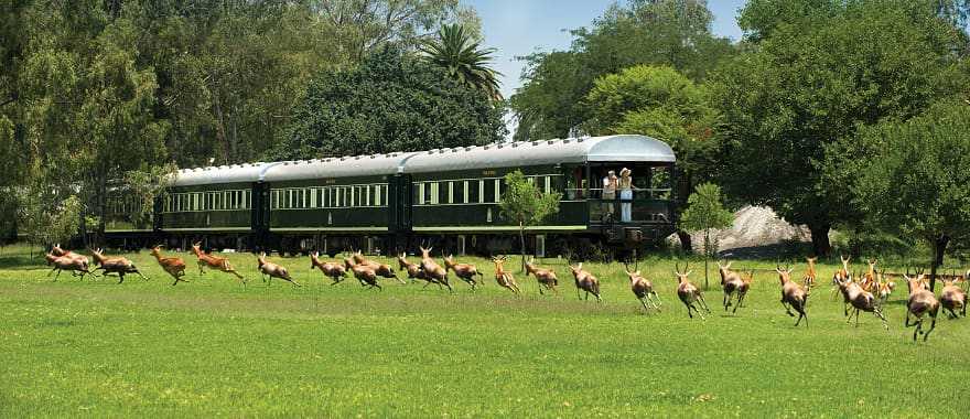 Couple watching a herd of antelope from the Rovos Rail