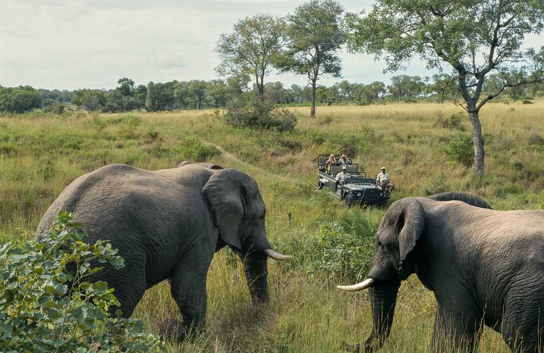 Two elephants walking through tall grass in a lush African savanna with a safari vehicle in the background, carrying tourists observing the wildlife