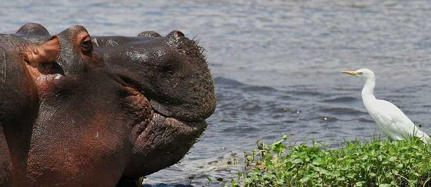 Ngorongoro Crater, Tanzania Hippo and bird in a lake at Ngorongoro Crater, Tanzania