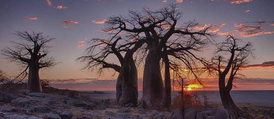 Sunrise with backlit baobab trees on Lekubu Island, Botswana 