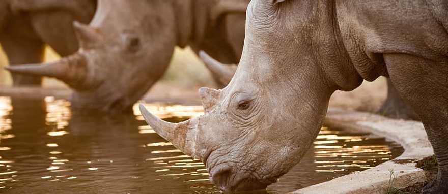 Rhinos at a watering hole, Namibia, South Africa Rhinos at a watering hole, Namibia, South Africa