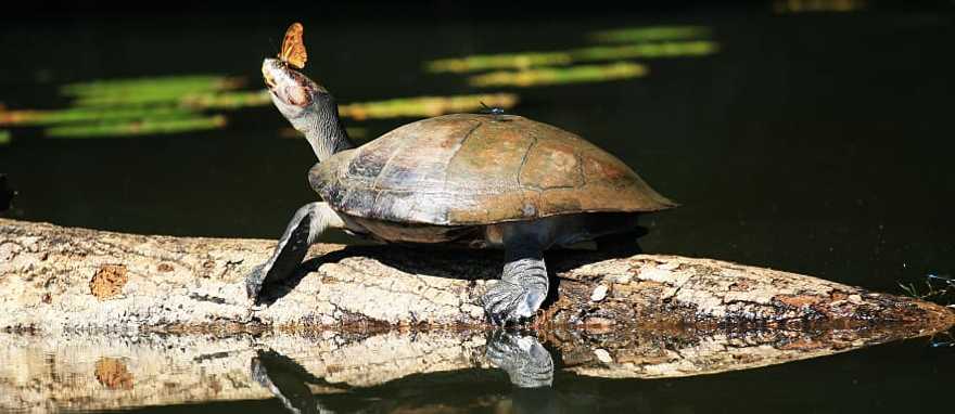 Butterfly on the nose of a turtle in the Amazon Rainforest of Peru. Butterfly on the nose of a turtle in the Amazon Rainforest of Peru.