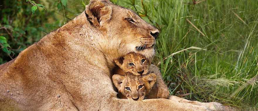 Lioness with her cubs in Sabi Sands, South Africa