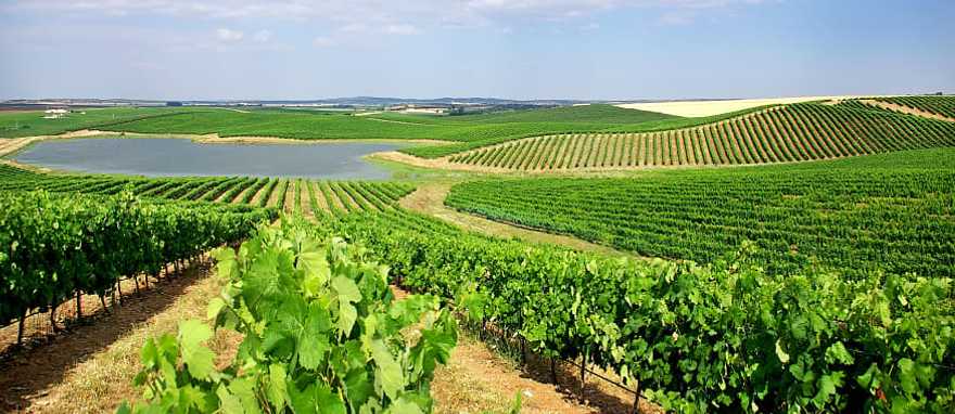 Alentejo is a legendary wine-growing region in Portugal Alentejo is a legendary wine-growing region in Portugal