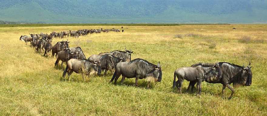 Wildebeest on the move during the great migration in Kenya Africa Wildebeest on the move during the great migration in Kenya Africa