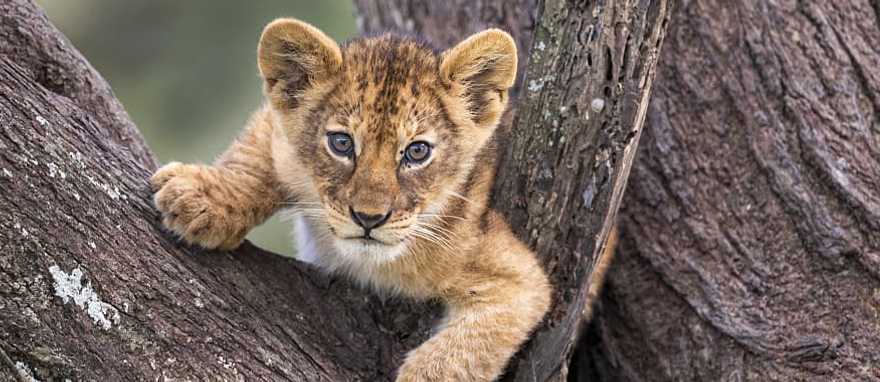 Lion cub in a tree, Tanzania