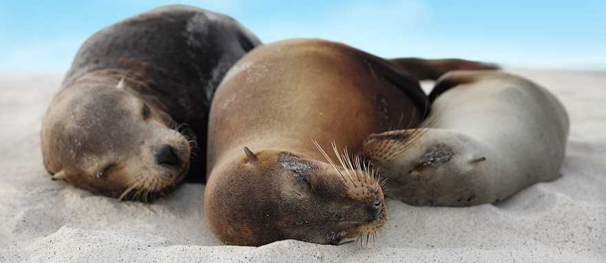 Sea lions cuddling on a beach in the Galapagos Islands, Ecuador Sea lions cuddling on a beach in the Galapagos Islands, Ecuador