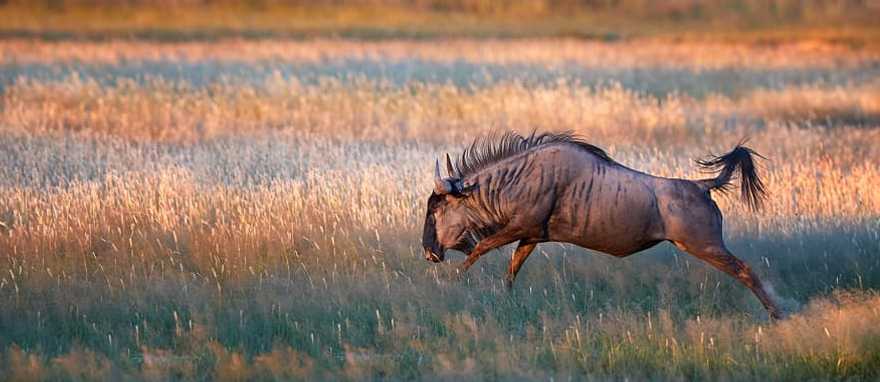 Wildebeest in the African savanna, South Africa Wildebeest in the African savanna, South Africa