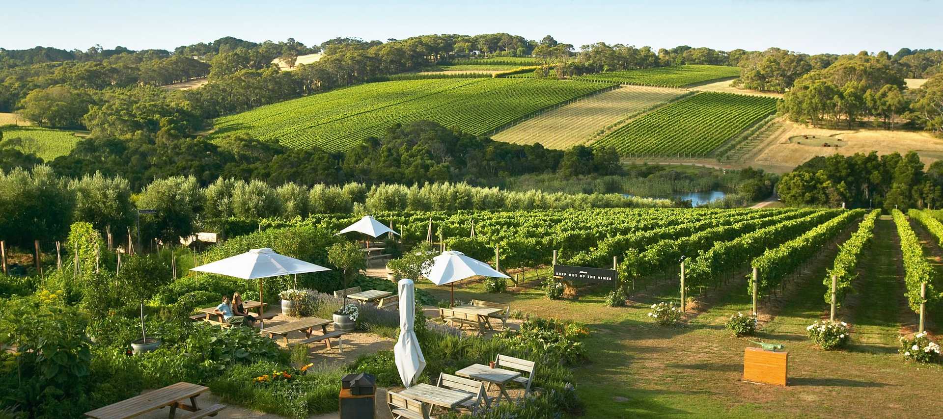 Montalto Winery and Olive Grove. Photo © Mornington Peninsula Regional Tourism