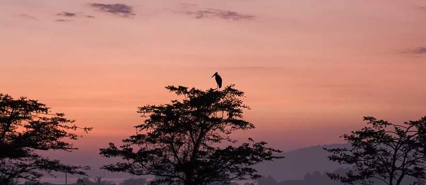 Gorilla Trekking Uganda Tour For Solo Travelers