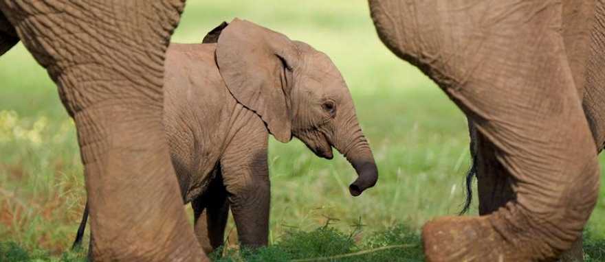 Elephant calf walking with its mother in the savanna