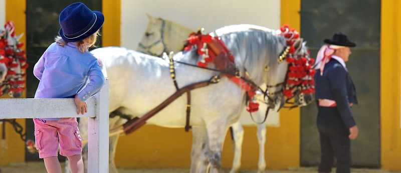 Young boy watching horses being walked in Jerez de la Frontera, Spain