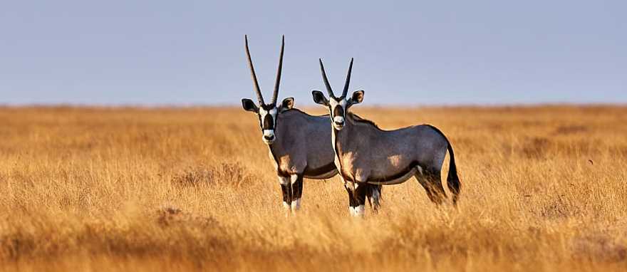 Two oryx in Estosha National Park, Botswana