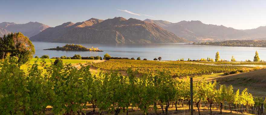 Savor great taste while wine tasting in Otago, Wanaka region.