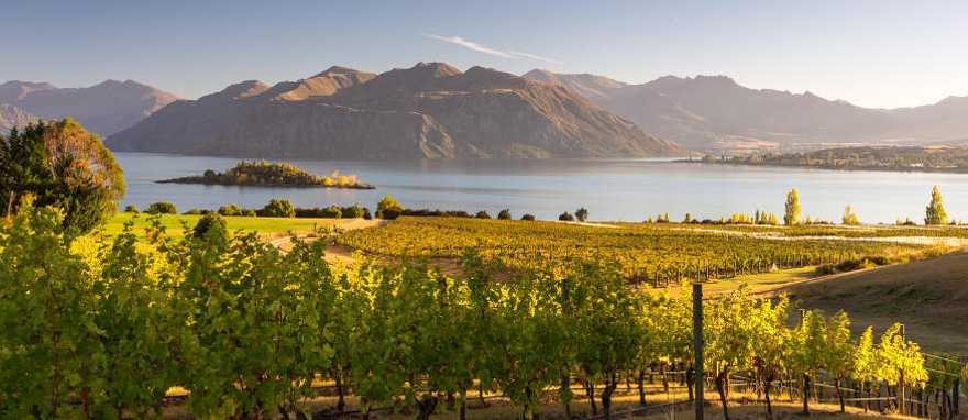 Savor great taste while wine tasting in Otago, Wanaka region. Savor great taste while wine tasting in Otago, Wanaka region.