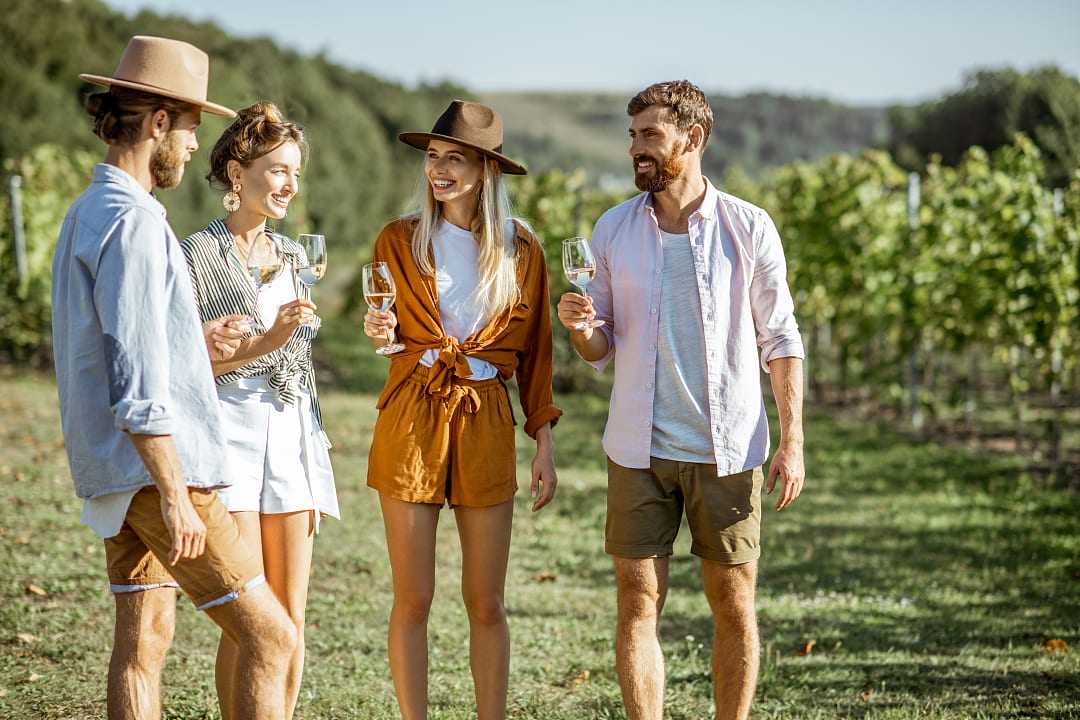 Vineyard in New Zealand