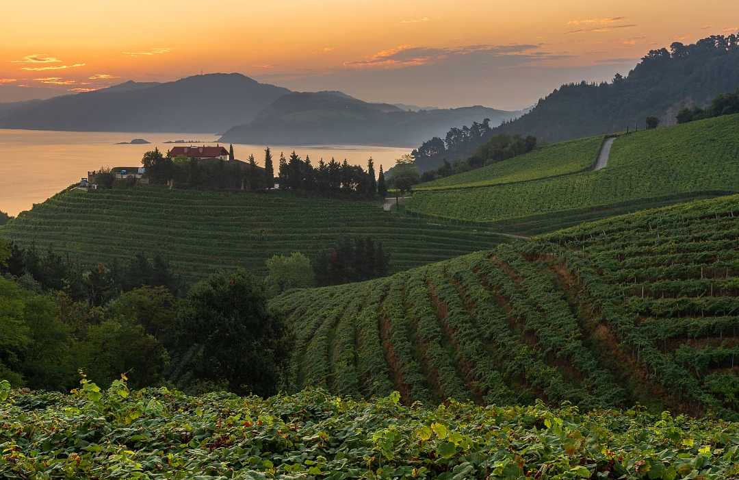View of terraced vineyards overlooking the coast in the Basque Country, Spain. View of terraced vineyards overlooking the coast in the Basque Country, Spain.