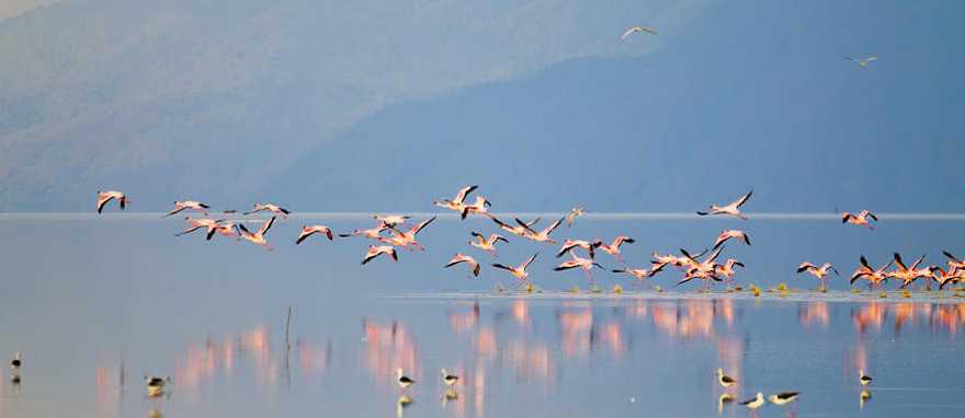Flock of flamingos by Lake Manyara in Tanzania