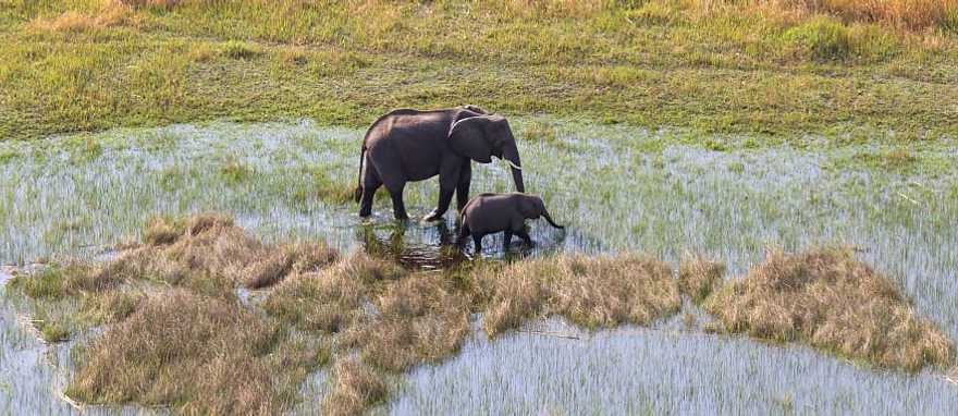 Elephants crossing the Okavango Delta Elephants crossing the Okavango Delta
