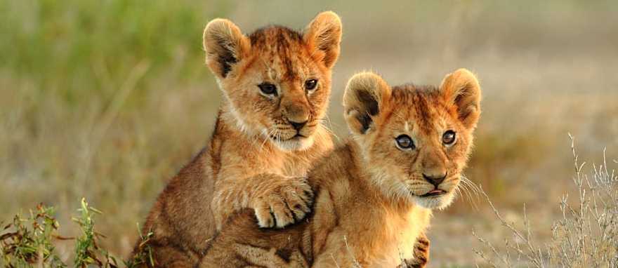 Lion cubs in the savanna, Kenya Lion cubs in the savanna, Kenya