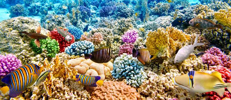 The Great Barrier Reef in Australia
