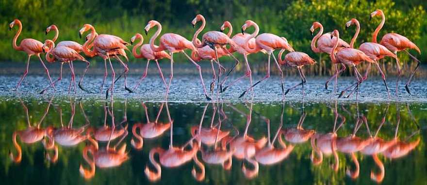Cuban Flamingos Flamingos standing in water with reflection