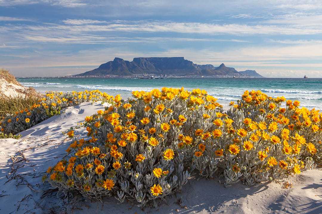 The blooming spring flowers along the coastline of South Africa, with Table Mountain in the background.