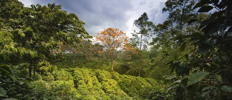 Coffee plantation in Costa Rica