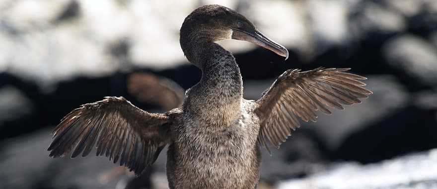 Cormorant bird at the Galapagos Islands in Ecuador