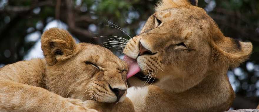 Maasai Mara National Reserve, Kenya