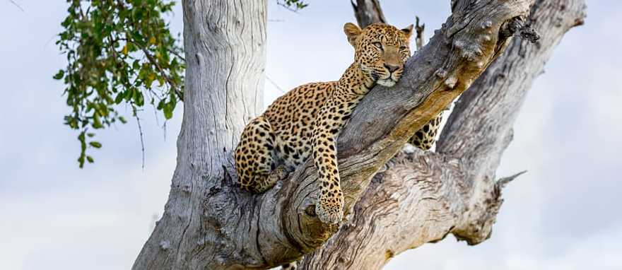 South Luangwa National Park, Zambia Leopard lounging on a tree branch in South Luangwa National Park, Zambia