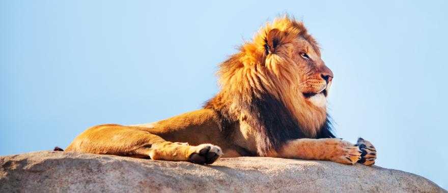 Lion laying on a rock in Etosha National Park, Namibia