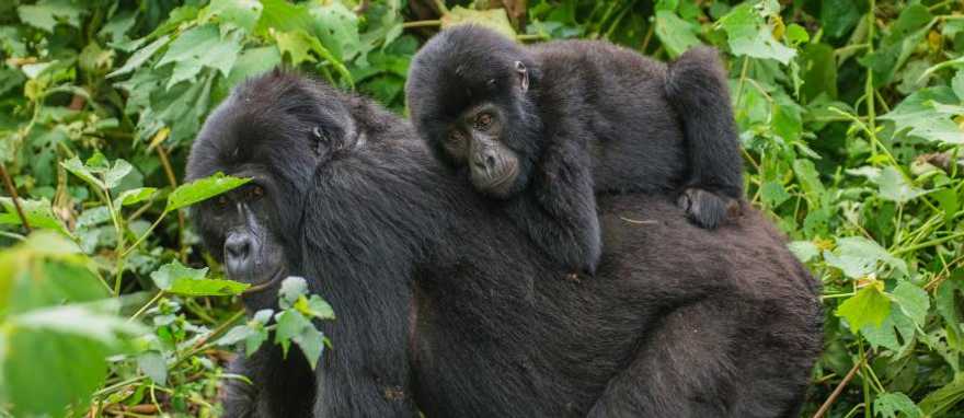 Bwindi Impenetrable Forest, Uganda Mother and baby mountain gorilla in Bwindi Impenetrable Forest, Uganda