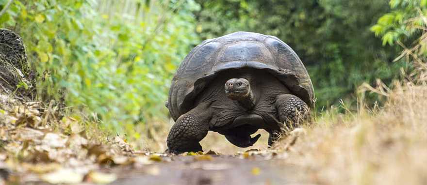 Giant turtle in El Chato tortoise reserve, Ecuador Giant turtle in El Chato tortoise reserve, Ecuador