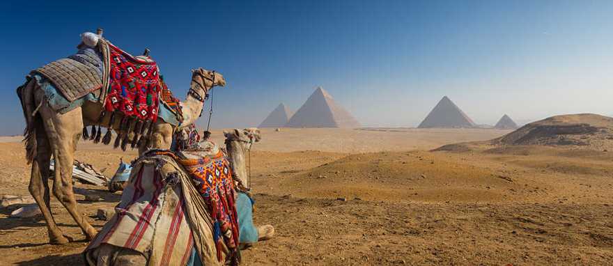 Pyramids of Giza, Egypt. Camels rest before majestic pyramids on Egypt’s sunlit Giza Plateau.
