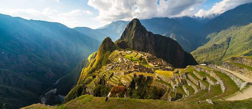 Machu Picchu, Peru Llama grazing in the grass above Machu Picchu, Peru