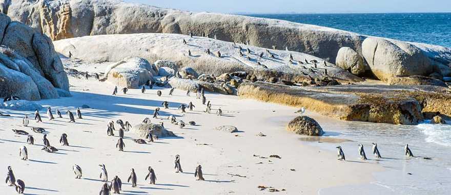 Tswalu Kalahari Reserve Safari Itinerary & Cape Town Tour Tswalu Kalahari Reserve Safari Itinerary & Cape Town Tour