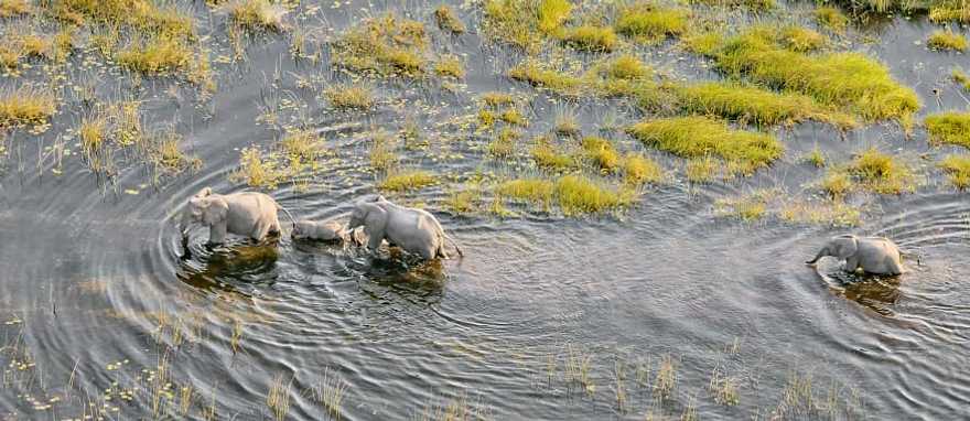 Best of Okavango & Southern Africa Safari by Private Plane - Elephant family in the river