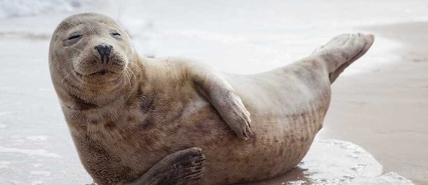 Sea lion on the beach.